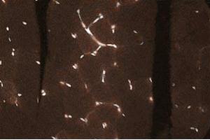 Immunohistochemical staining of Rabbit Muscle tissue section. (C-JUN antibody  (AA 26-175))