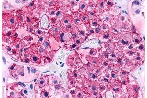 Anti-CRHR2 antibody  ABIN1048468 IHC staining of human brain, pituitary. (CRHR2 antibody  (N-Term))