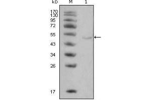 Western Blot showing LPL antibody used against Hela cell lysate (1). (Lipoprotein Lipase antibody)