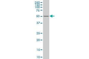 ZNF213 monoclonal antibody (M02), clone 3D3 Western Blot analysis of ZNF213 expression in K-562 . (ZNF213 antibody  (AA 133-242))