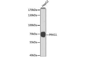 Western blot analysis of extracts of HepG2 cells, using PRKG1 antibody (ABIN1874320) at 1:1000 dilution.