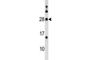 MOG antibody western blot analysis in K562 lysate. (MOG antibody  (AA 82-109))