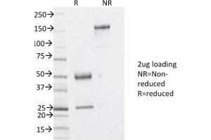 SDS-PAGE Analysis Purified YBX1 Mouse Monoclonal Antibody (YBX1/2430). (YBX1 antibody)