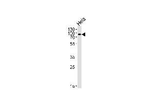 Western blot analysis of lysate from Hela cell line, using POGK Antibody (N-term) (ABIN656783 and ABIN2846001). (POGK antibody  (N-Term))