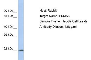 Host: Rabbit Target Name: PSMA6 Sample Type: HepG2 Whole cell lysates Antibody Dilution: 1.