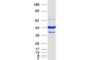 Western Blotting (WB) image for BCL2-Associated Athanogene 5 (BAG5) (Transcript Variant 2) protein (Myc-DYKDDDDK Tag) (ABIN2715137)