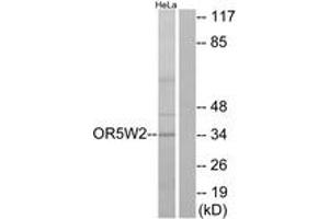 Western blot analysis of extracts from HeLa cells, using OR5W2 Antibody.