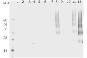 DMPO Western Blot. (DMPO antibody)