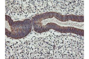 Image no. 5 for anti-TNF Receptor-Associated Protein 1 (TRAP1) antibody (ABIN1501499) (TRAP1 antibody)