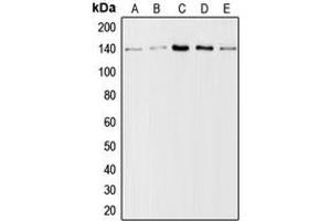 Western blot analysis of Collagen 1 alpha 2 expression in A10 (A), HeLa (B), mouse lung (C), mouse liver (D), rat liver (E) whole cell lysates. (COL1A2 antibody  (N-Term))