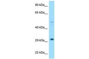 Image no. 1 for anti-Ribosomal Protein L7 (RPL7) (N-Term) antibody (ABIN6748059) (RPL7 antibody  (N-Term))
