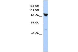 Western Blotting (WB) image for anti-Armadillo Repeat Containing 3 (ARMC3) antibody (ABIN2459944)
