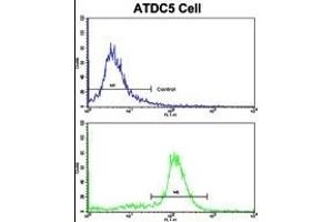 Flow cytometric analysis of ATDC5 cells using NDUFS4 Antibody (C-term)(bottom histogram) compared to a negative control cell (top histogram). (NDUFS4 antibody  (C-Term))