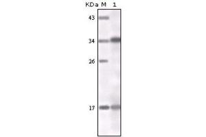 Western Blotting (WB) image for anti-Interferon gamma (IFNG) antibody (ABIN1843980) (Interferon gamma antibody)