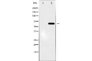 Western blot analysis of Epo-R expression in EPO treated COS7 whole cell lysates,The lane on the left is treated with the antigen-specific peptide.