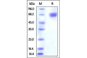 Human Nectin-3, His Tag on SDS-PAGE under reducing (R) condition. (nectin-3 Protein (AA 58-400) (His tag))