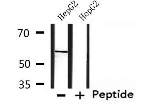 Western blot analysis of extracts from HepG2, using CHRNG Antibody. (CHRNG antibody  (N-Term))