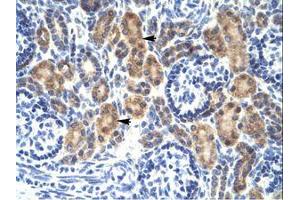 Image no. 1 for anti-C-Myc Binding Protein (MYCBP) (C-Term) antibody (ABIN202015) (MYCBP antibody  (C-Term))