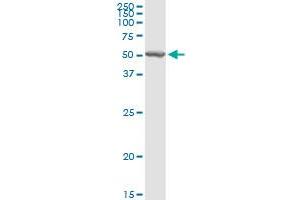 CHIA MaxPab rabbit polyclonal antibody. (CHIA antibody  (AA 1-368))