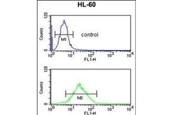 LY75/DEC-205 antibody  (AA 646-675)