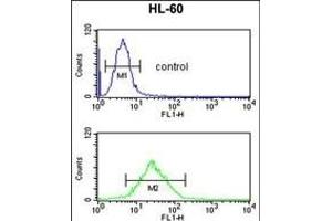 LY75 Antibody (Center) (ABIN652943 and ABIN2842602) flow cytometric analysis of HL-60 cells (bottom histogram) compared to a negative control cell (top histogram). (LY75/DEC-205 antibody  (AA 646-675))
