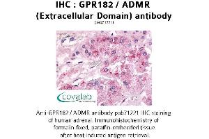 Image no. 1 for anti-G Protein-Coupled Receptor 182 (GPR182) (2nd Extracellular Domain) antibody (ABIN1735010)