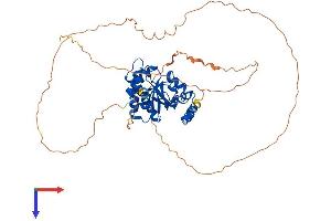 AlphaFold protein structure predicition of Mouse Recombinant Macrod2 Protein, UniprotID Q3UYG8 (MACROD2 Protein (AA 1-475) (His tag))