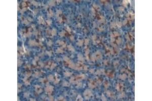 Detection of LOXL3 in Mouse Pancreas Tissue using Polyclonal Antibody to Lysyl Oxidase Like Protein 3 (LOXL3) (LOXL3 antibody  (AA 509-712))