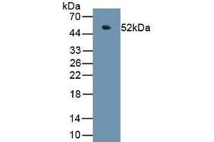 Detection of Recombinant CHGA, Porcine using Polyclonal Antibody to Chromogranin A (CHGA) (Chromogranin A antibody  (AA 17-446))