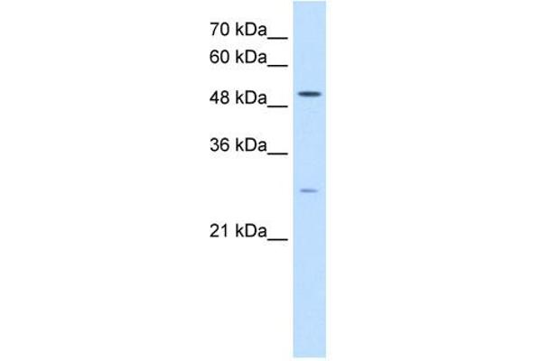 RRP1 antibody  (C-Term)