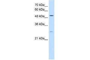 RRP1 抗体  (C-Term)