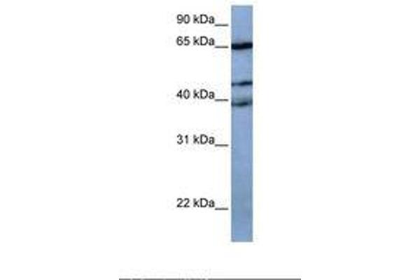 ZNF681 Antikörper  (AA 62-111)