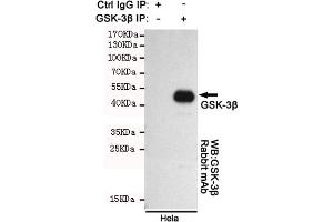 Immunoprecipitation analysis of Hela cell lysates using GSK-3β. (GSK3 beta antibody)