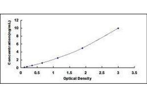 Lysyl Oxidase-Like 2 (LOXL2) ELISA Kit