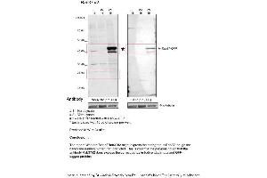Sample Type: 1. (RAB37 antibody  (Middle Region))