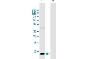 Western Blot analysis of CLPS expression in transfected 293T cell line by CLPS MaxPab polyclonal antibody. (CLPS antibody  (AA 1-112))