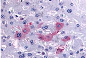 Anti-SYVN1 / HRD1 antibody  ABIN1049376 IHC staining of human liver. (SYVN1 antibody  (Internal Region))