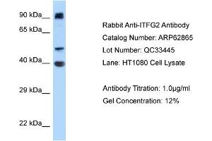 Western Blotting (WB) image for anti-Integrin alpha FG-GAP Repeat Containing 2 (ITFG2) (Middle Region) antibody (ABIN970971) (ITFG2 antibody  (Middle Region))