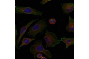 Immunofluorescence staining of methanol-fixed Hela cells using Niban Antibody. (Niban antibody)