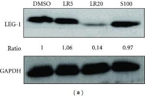 Western Blotting (WB) image for anti-Glyceraldehyde-3-Phosphate Dehydrogenase (GAPDH) antibody (ABIN2857072)