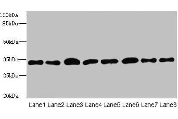 TMBIM1 antibody  (AA 1-109)