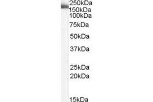 ABIN2564012 (2µg/ml) staining of Human Liver lysate (35µg protein in RIPA buffer). (MYO9B antibody  (Internal Region))