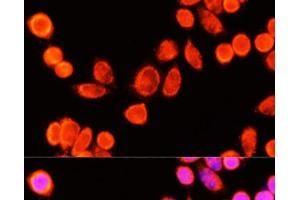 Immunofluorescence analysis of Hela cells using GSTK1 Polyclonal Antibody at dilution of 1:100 (40x lens). (GSTK1 antibody)