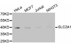 GLUT1 antibody