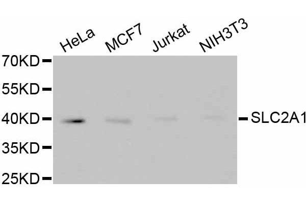 GLUT1 antibody