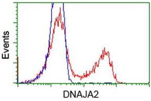 Image no. 7 for anti-DnaJ (Hsp40) Homolog, Subfamily A, Member 2 (DNAJA2) antibody (ABIN1497860) (DNAJA2 antibody)