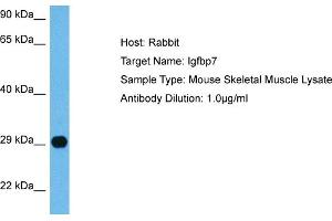Host:  Mouse  Target Name:  IGFBP7  Sample Tissue:  Mouse Skeletal Muscle  Antibody Dilution:  1ug/ml (IGFBP7 antibody  (C-Term))