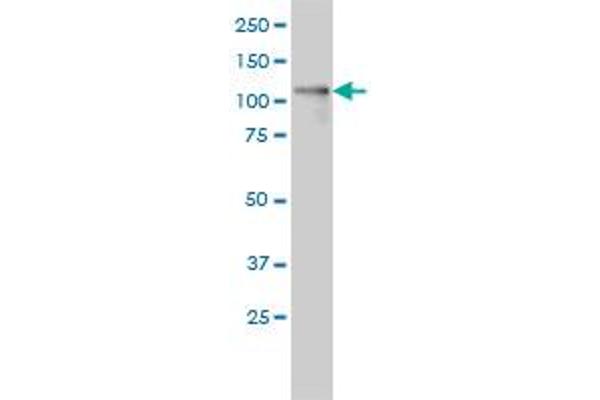 PKD1L2 antibody  (AA 1-306)