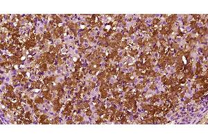 CCL26 antibody  (AA 21-94)