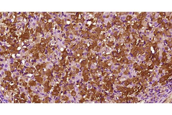 CCL26 antibody  (AA 21-94)